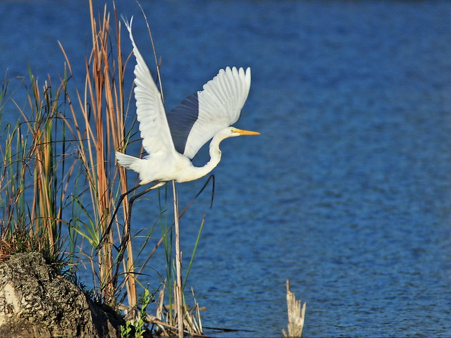 Great Egret takes flight 2-20150529