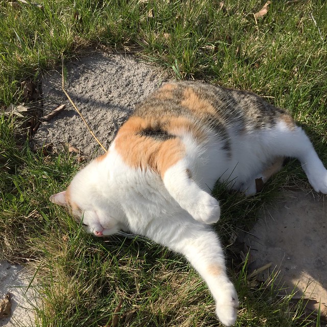 Cat in spring