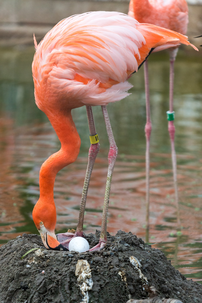 Flamingo Turning Her Egg | Eric Kilby | Flickr