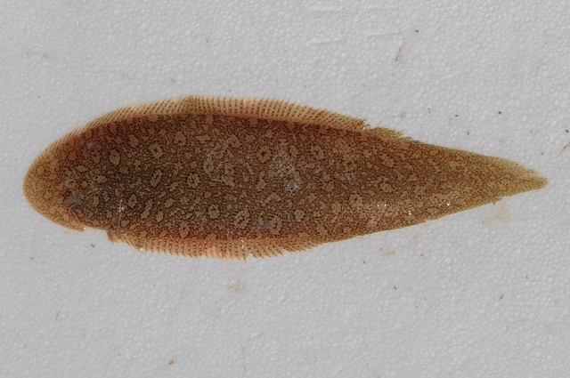 Двухлинейный морской язык (Paraplagusia bilineata), фото фотография