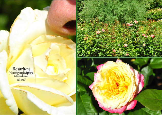 "Ich kenne eine Rose, die lacht mir immer zu ..." (Poesiealbum-Vers) - Gartenreisen: Der Rosengarten im Herzogenriedpark Mannheim ist sehenswert. 100 verschiedene Sorten sollen es sein und das Rosarium selbst eines der schönsten in Deutschland. Die Rosengartenanlage mit den kleinen Hügeln, den Holzbänken und -stegen, den vielen verschlungenen Pfaden und schattigen Plätzchen rund um die Rosenbeete ist wunderbar gestaltet. Sooo viele Farben, Formen und Düfte! Auf der Internetseite des Herzogenriedparks steht der schöne Satz zu lesen: "Das Rosarium Mannheim bietet der Königin unter den Blumen das paradiesische Plätzchen, das ihr gebührt". - Fotos und Collagen: Brigitte Stolle 2016