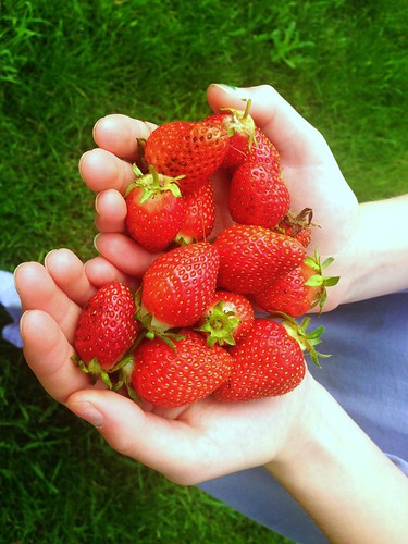 First strawberry harvest!