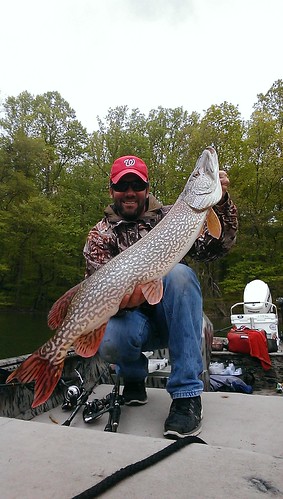 Northern Pike, Courtesy of David Costopoulos