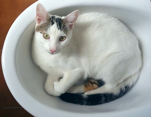 Nilo, gatito blanco con toques pardos súper bueno esterilizado, nacido en Marzo´16 en adopción. Valencia. ADOPTADO. 29387370612_67c73fe5b8