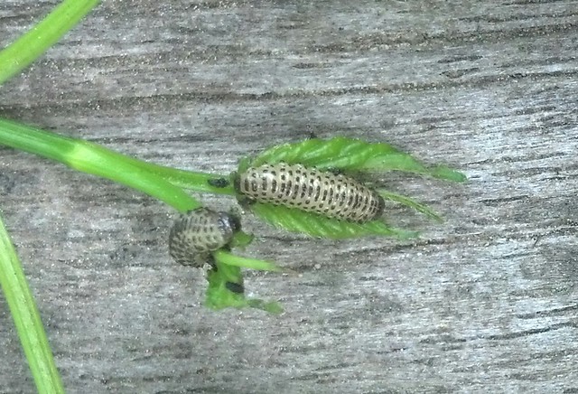 Pyrrhalta viburni, viburnum leaf beetle (VLB), 3rd instar larva, feeding on Viburnum dentatum, arrowwood, from my backyard, May 2015