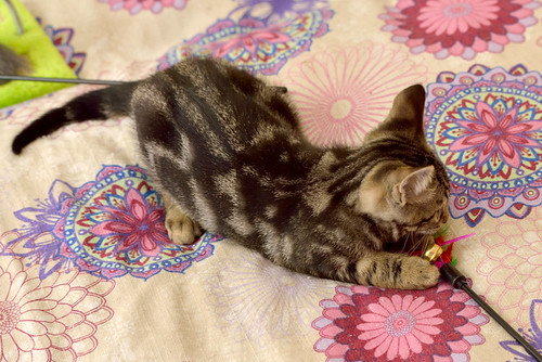 Alexis, precioso y mimoso gatito Caoba Tabby esterilizado, nacido en Marzo´16, en adopción. Valencia. ADOPTADO. 27407718086_26d0d72a52