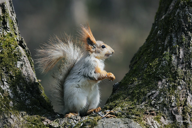 squirrel_Kislovodsk(02)