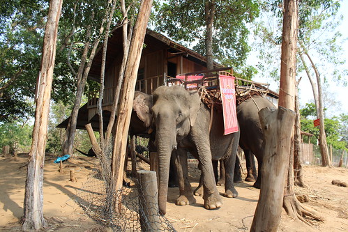 Elephants used for tourism