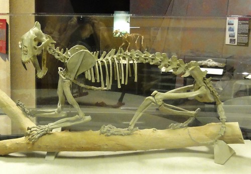 Image shows the skeleton of a small saber-toothed cat walking on a log, snarling at the viewer.