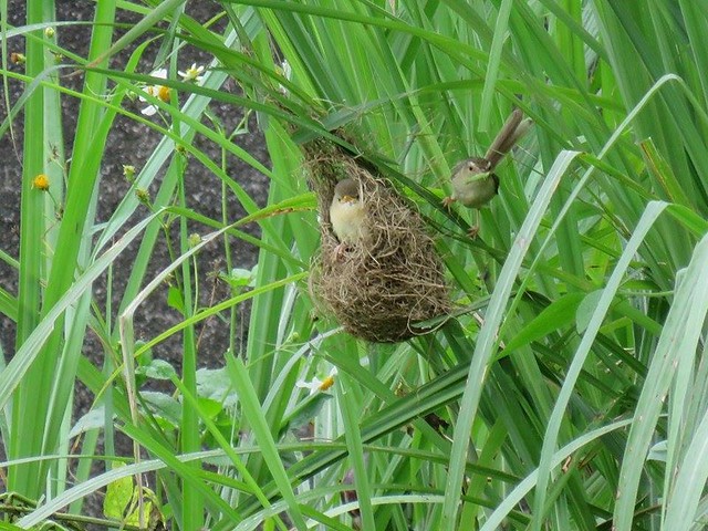 最後，巢周邊芒草被處理的光禿禿，巢整個曝露出來，拍鳥人就可以盡情的拍攝親鳥餵食的畫面了！