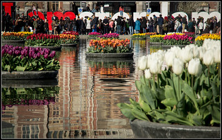Tourists and tulips