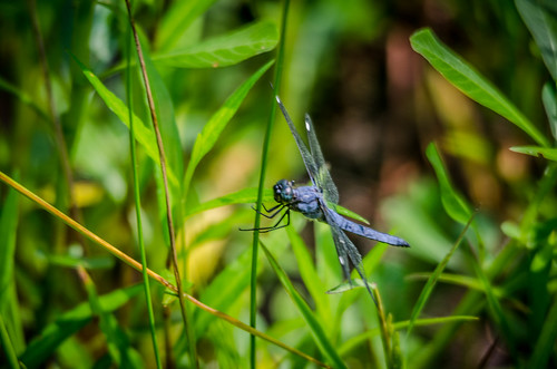 Lake Connestee Dragonfly