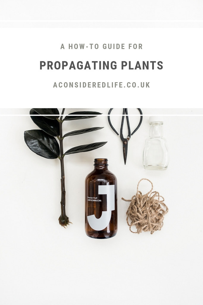 Propagating Plants