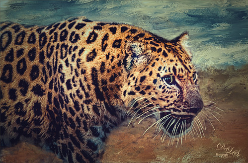 Image of a Leopard at the Jacksonville Zoo