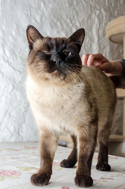 Siam, gato siamés muy bueno y cariñoso esterilizado nacido en Agosto´13, en adopción. Valencia. ADOPTADO. 40094953353_1d062ef0b7_z