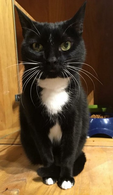 Micky, gato negro con pechito blanco esterilizado súper bueno, nacido en Septiembre´12, en adopción. Valencia. ADOPTADO. 46146733145_96225dc591_z