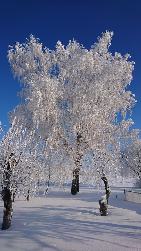 Деревенская зимняя природа