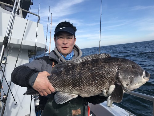 Photo of man holding huge tautog he caught