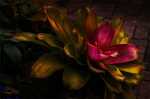 Image of an Imperial Bromeliad Plant