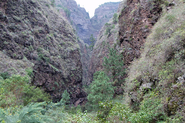 Overgrown route in east, Tenerife