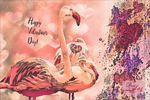 Valentines Day image of some Greater Flamingos