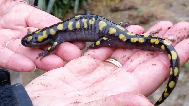 Spotted Salamander at Hungry Mother State Park
