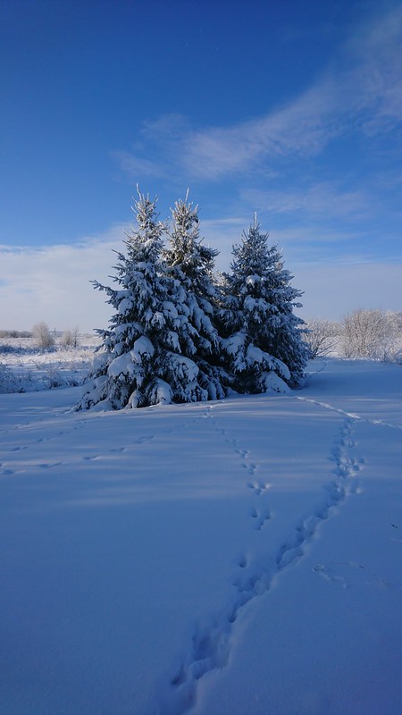 Деревенская зимняя природа