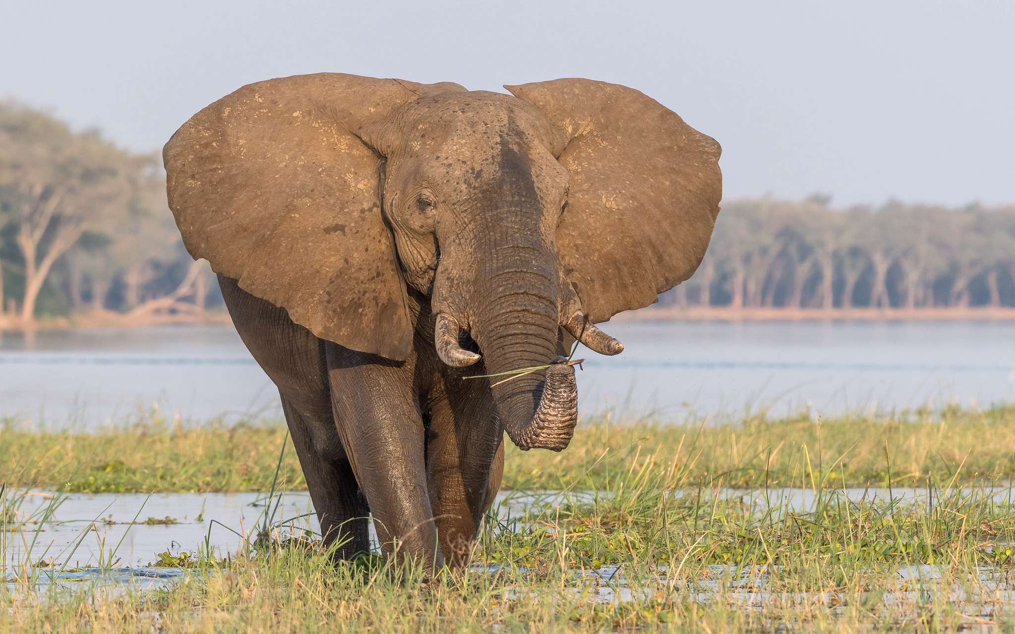 Слоновые уши. Саванный Африканский слон Африки. Африканский саванский слон. Саванный слон самый большой. Африканский слон слон.