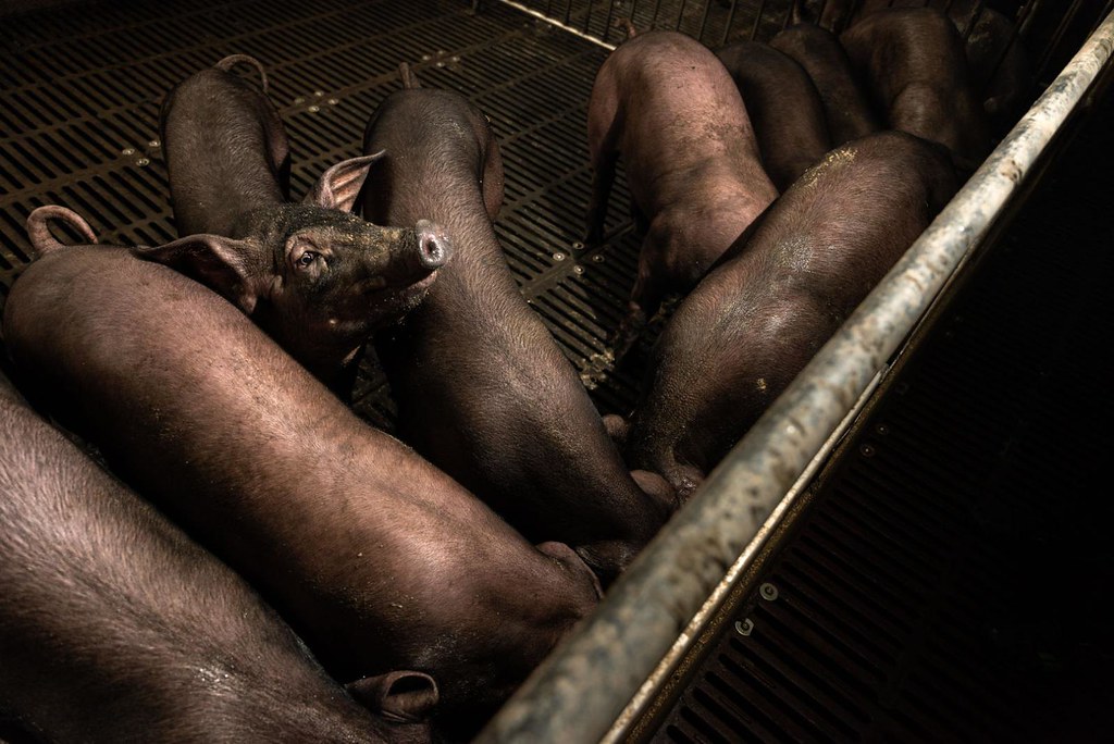 非洲豬瘟來勢洶洶，廚餘養豬如何兼顧防疫、環保與產業。攝影／ 謝佩穎