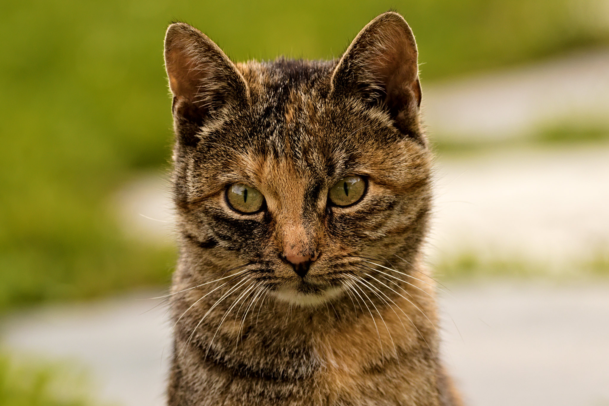 Cat Portrait : r/cats