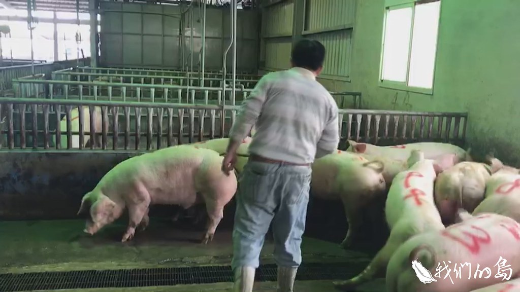 金門的生鮮牛、豬肉，想銷往台灣，則必須經過層層把關。