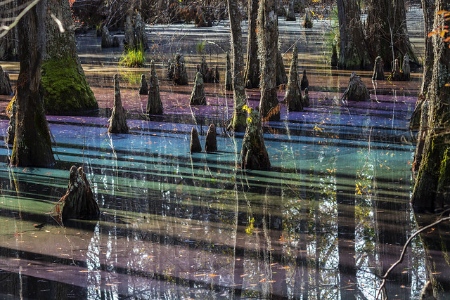 The rainbow swamp at First Landing State Park (image source: Katherine Scott)