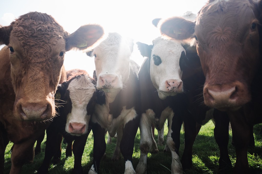 人類對牛肉的需求使大片土地變成牧場。Photo by Robert Bye on Unsplash