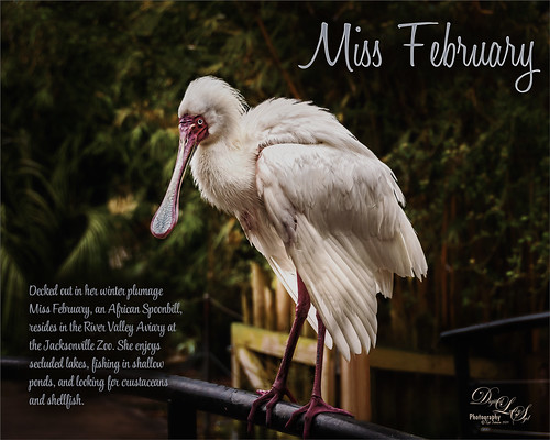 Image of an African Spoonbill at the Jacksonville Zoo in Florida