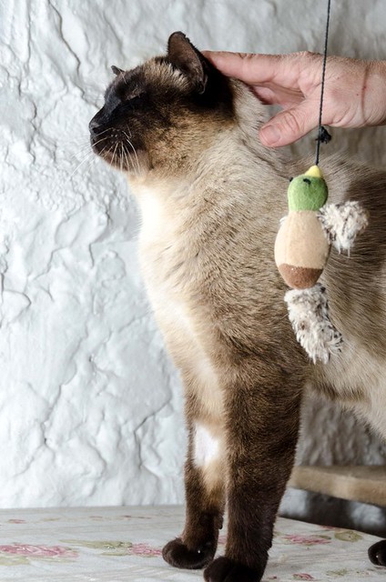 Siam, gato siamés muy bueno y cariñoso esterilizado nacido en Agosto´13, en adopción. Valencia. ADOPTADO. 46146257255_00f41bbdcc_z