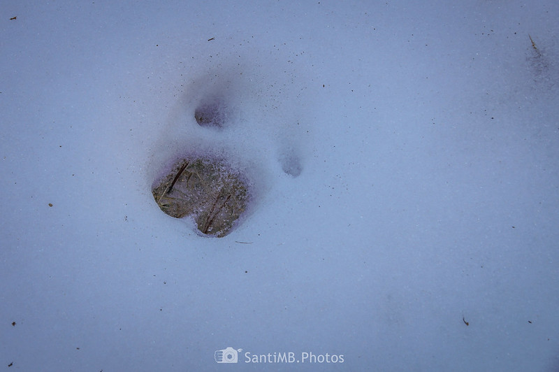 Pisada de jabalí en la nieve en la orilla del arroyo de Artarán