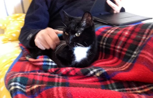 Micky, gato negro con pechito blanco esterilizado súper bueno, nacido en Septiembre´12, en adopción. Valencia. ADOPTADO. 40222793393_1f94617df7
