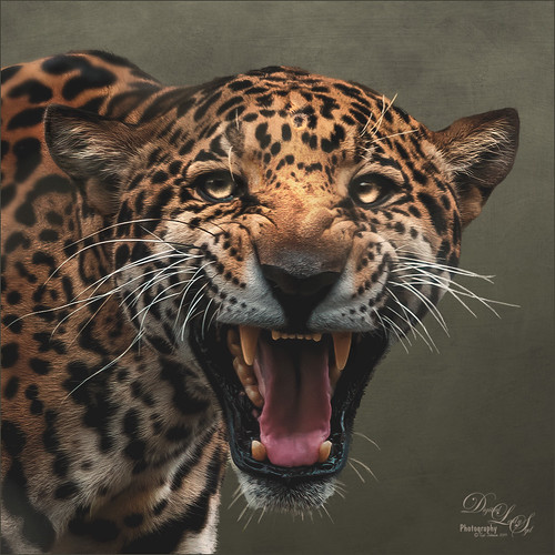 Image of a roaring Jaguar