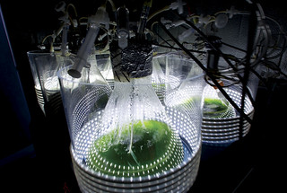 LANL and partners are inviting the algae industry and academia to contribute to research to find the best algae strains for biofuels and bioproducts.