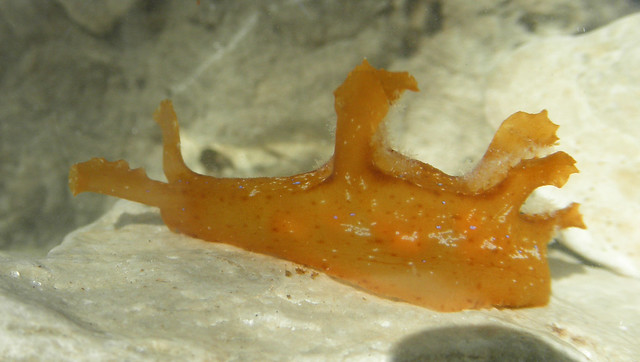Scyllaea pelagica