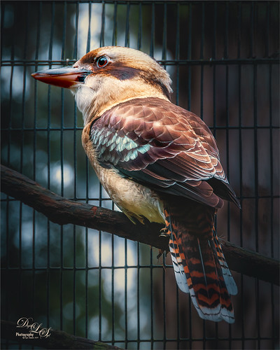 Image of a Laughing Kookaburra Bird