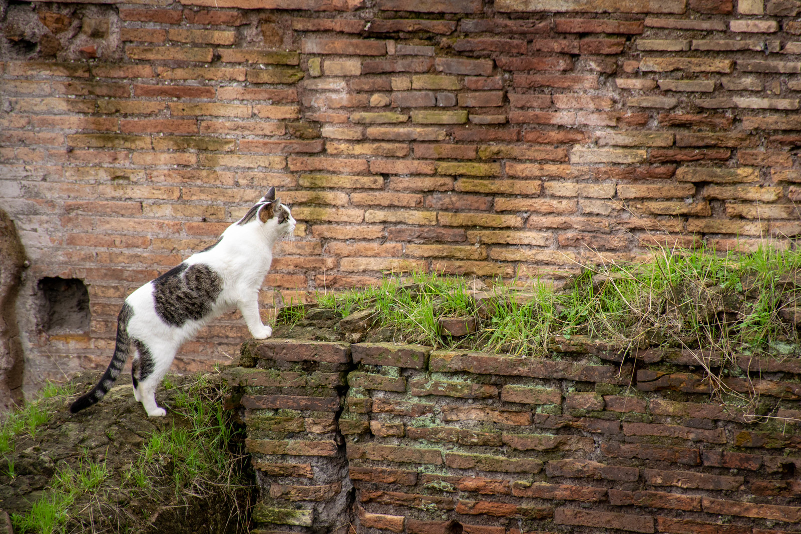 Rome cat sanctuary