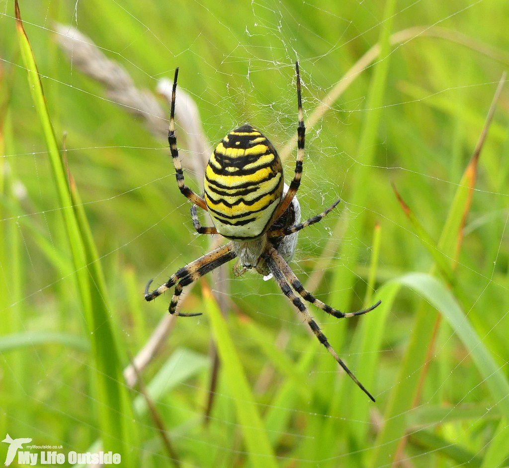 P1040494 - Wasp Spider, Dover