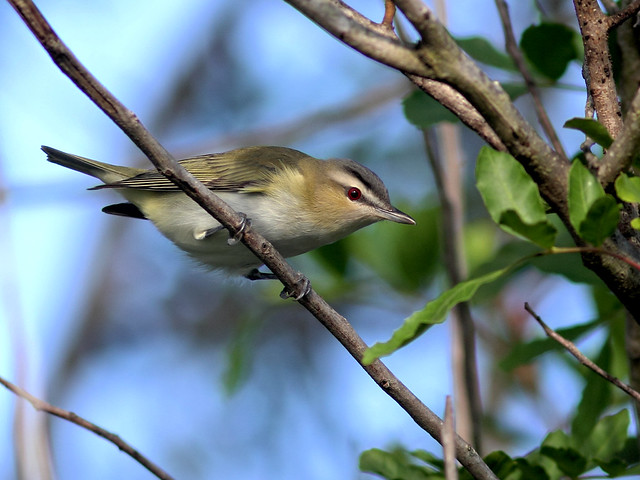Red-eyed Vireo HDR 20160917