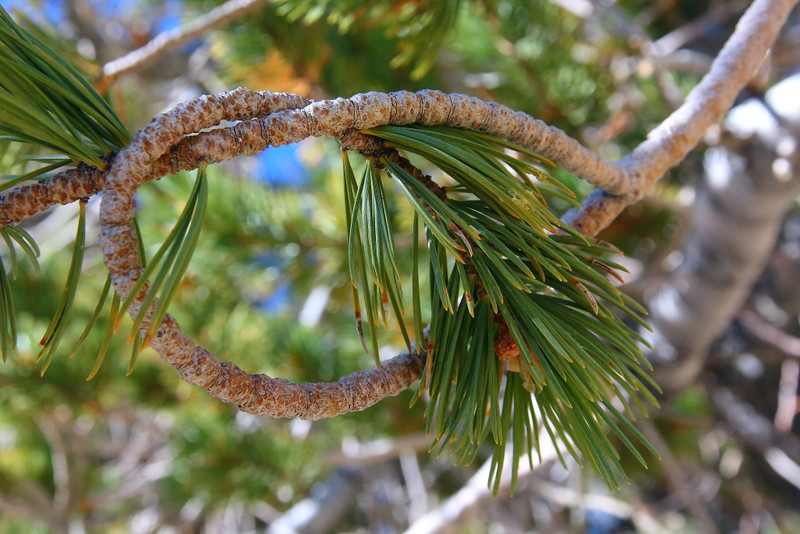 IMG_0075 Knot of Limber Pine