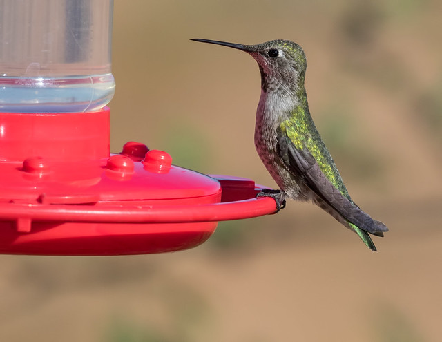 Broad-tailed-Hummer-1-7D2-093016