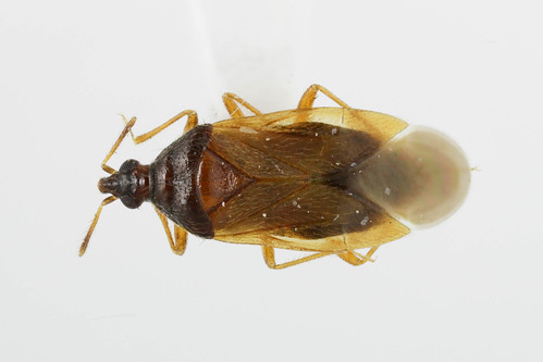 ヤサハナカメムシ　Amphiareus obscuriceps (Poppius, 1909)-1-1