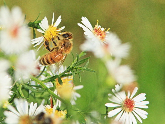 Honeybee on Heath Aster 20160925