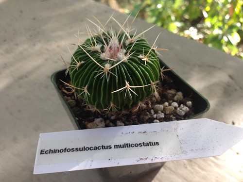 Echinofossulacactus multicostatus