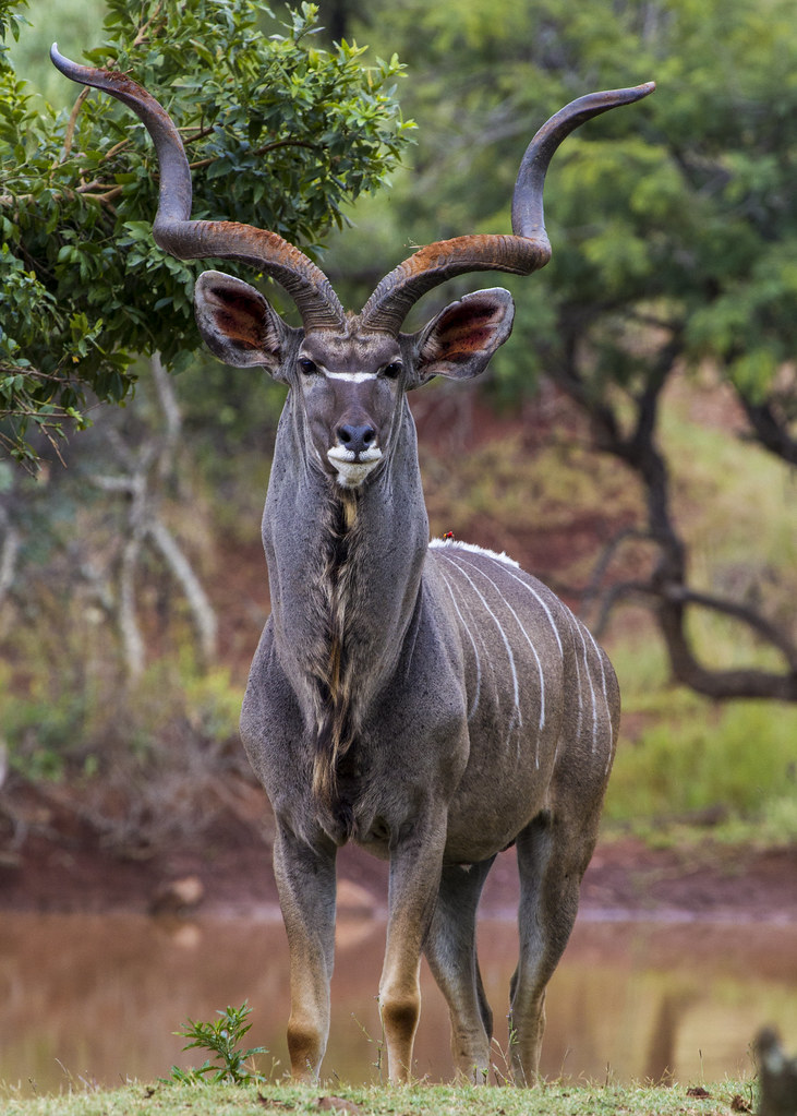 Single horned large african animals